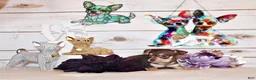Chihuahua dogs for sale: Gossett - Ad 1