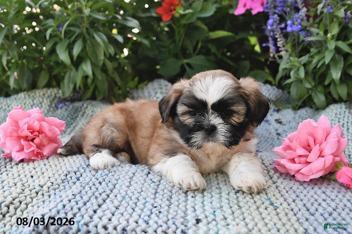 Shih Tzu dogs Captain - Ad 2