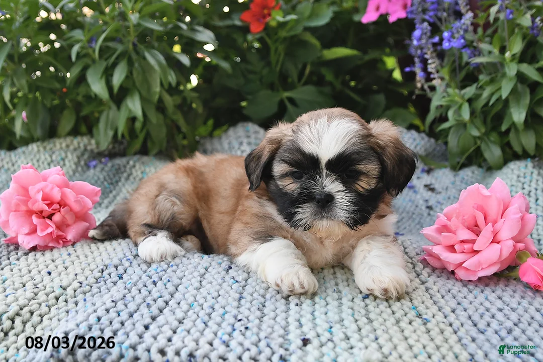 Shih Tzu dogs for sale: Captain - Ad 2