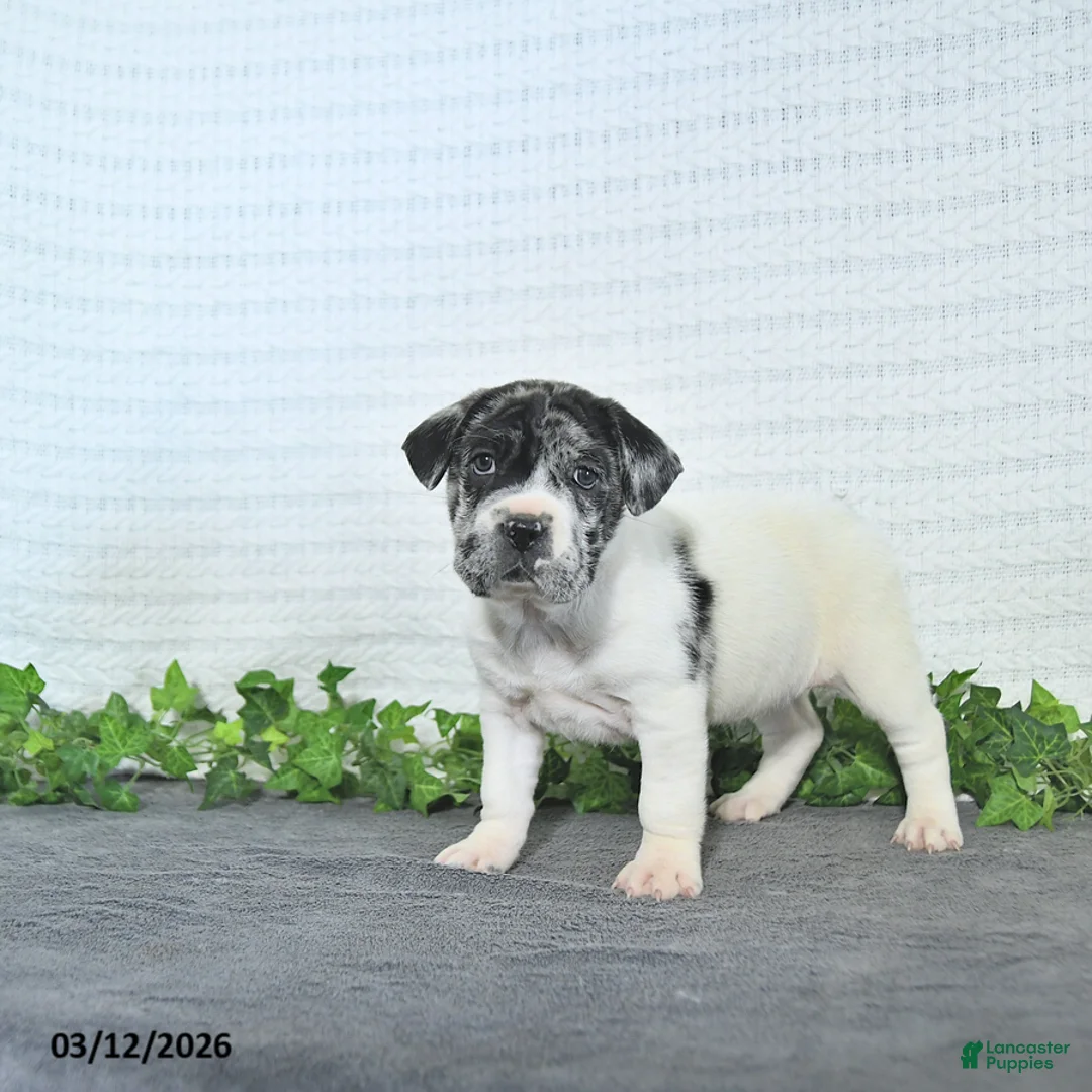 Mini Hippo dogs for sale: Caris - Ad 3