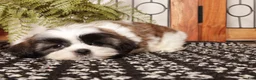 Shih Tzu dogs for sale: Asher - Dapper Little Male Shihtzu - Ad 4