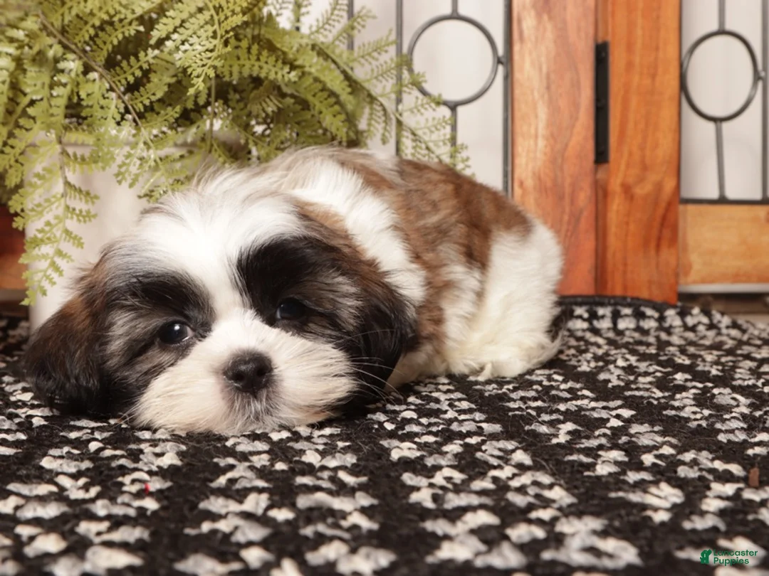 Shih Tzu dogs for sale: Asher - Dapper Little Male Shihtzu - Ad 4