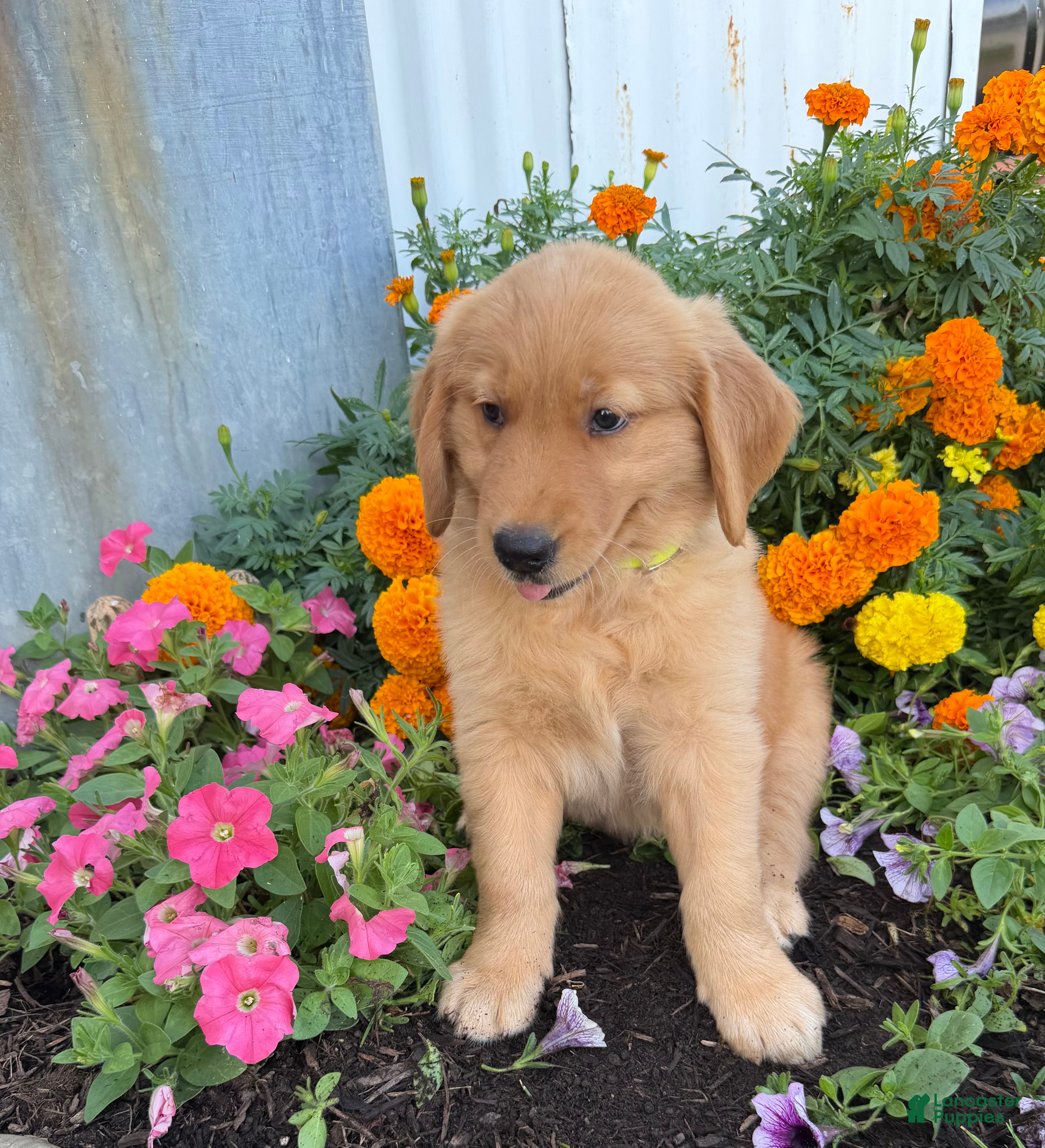 Golden Retriever dogs Holly - Ad 2