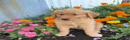 Golden Retriever dogs for sale: Holly - Ad 2