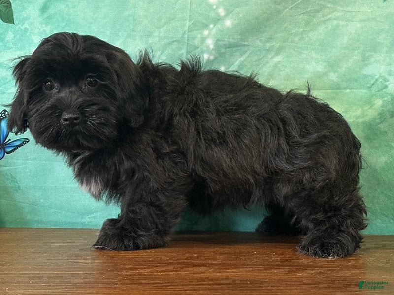 Teddy Bear dogs Hank - Ad 1