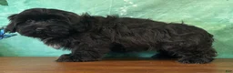 Teddy Bear dogs for sale: Hank - Ad 1