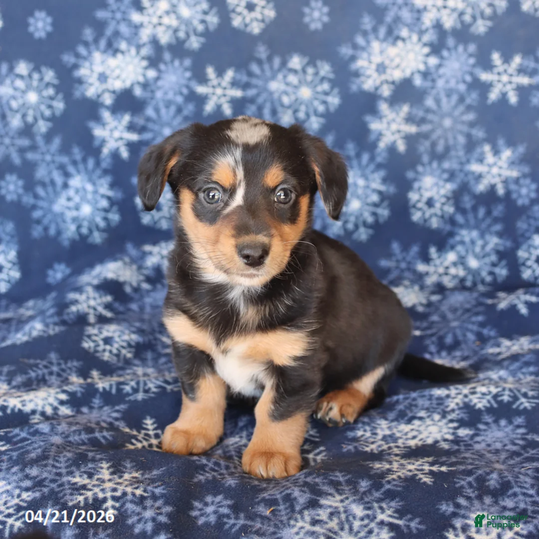 Welsh Corgi Pembroke dogs for sale: Sunny  - Ad 2