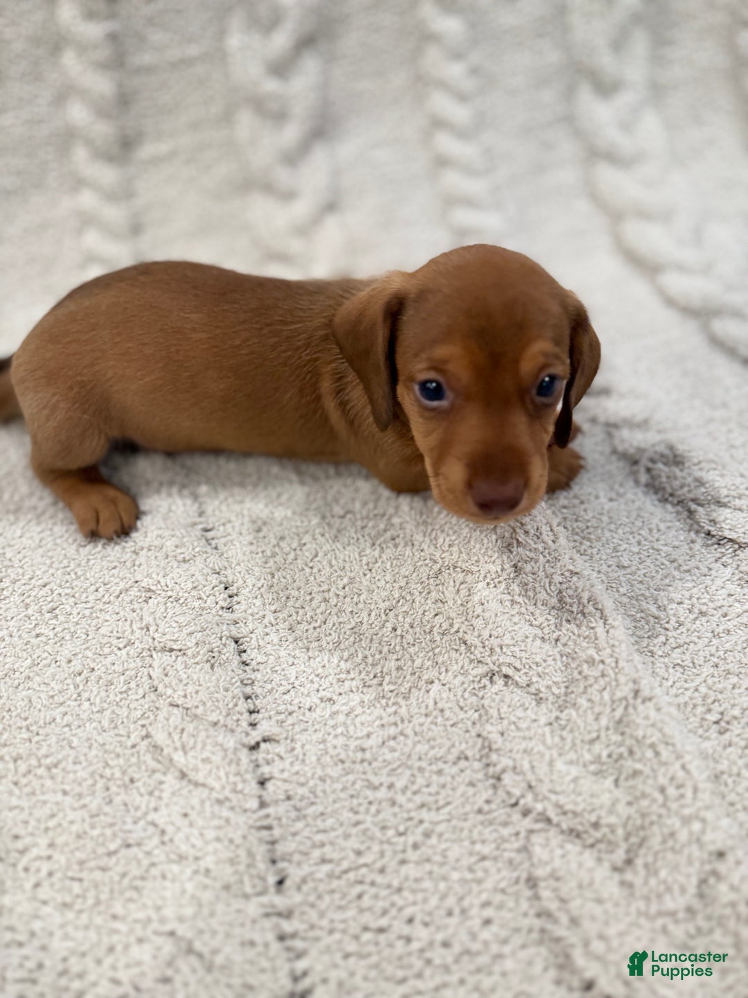 Dachshund dogs for sale: Dachshund Puppy 6 - Ad 4