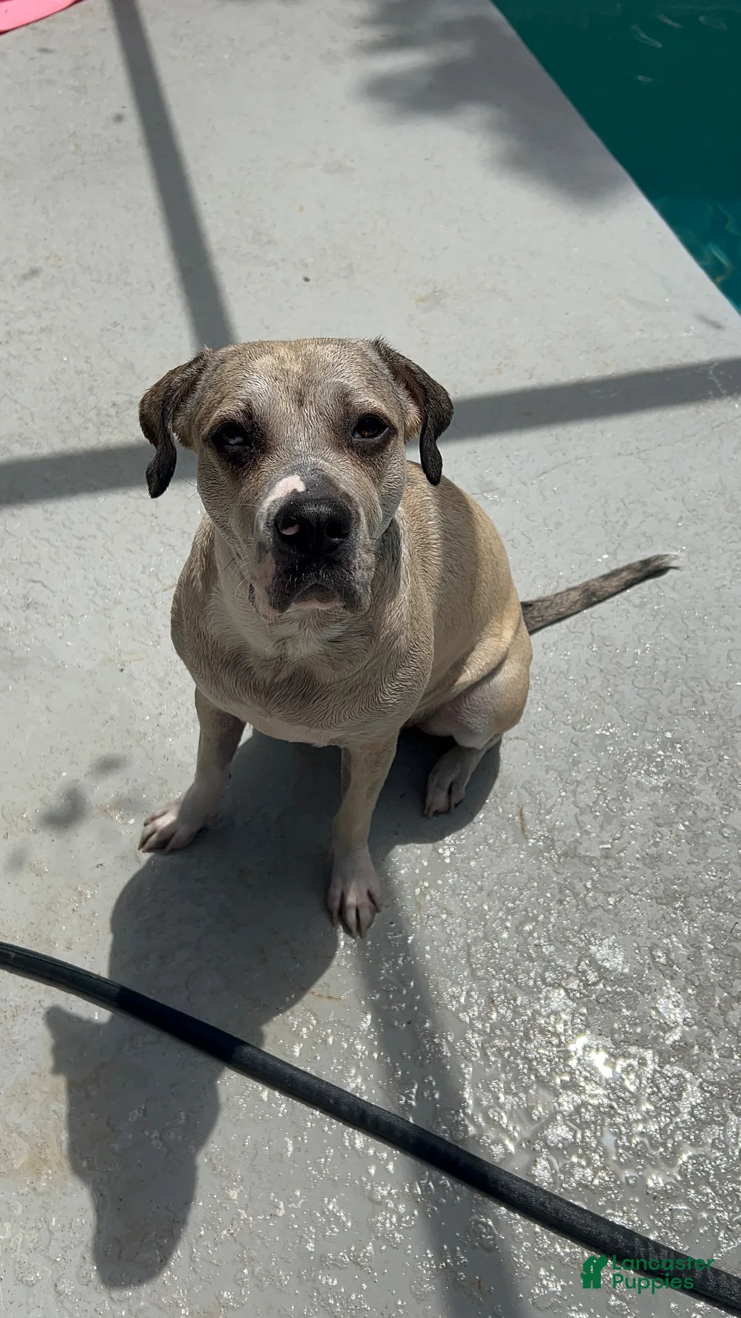 Mixed Breed dogs for sale: Mixed Breed 1 - Ad 2