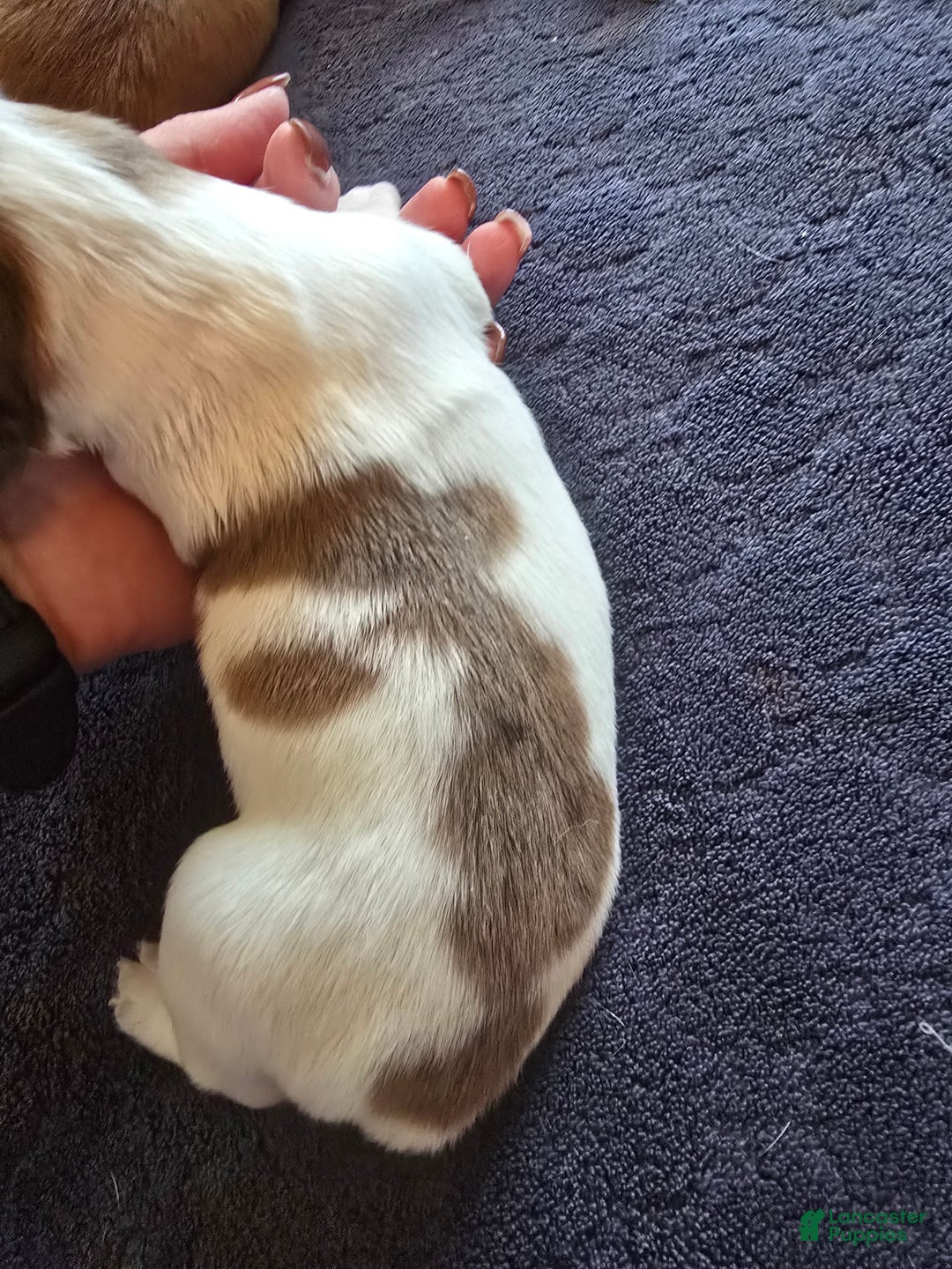 Miniature Dachshund dogs for sale: FeeFee - Ad 10