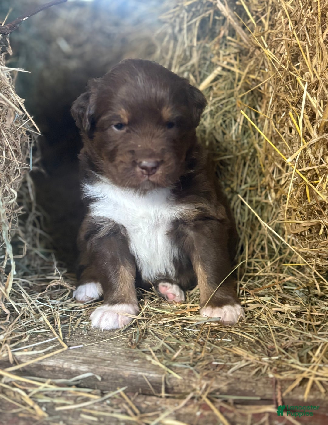 Australian Shepherd dogs for sale: Lara - Ad 1