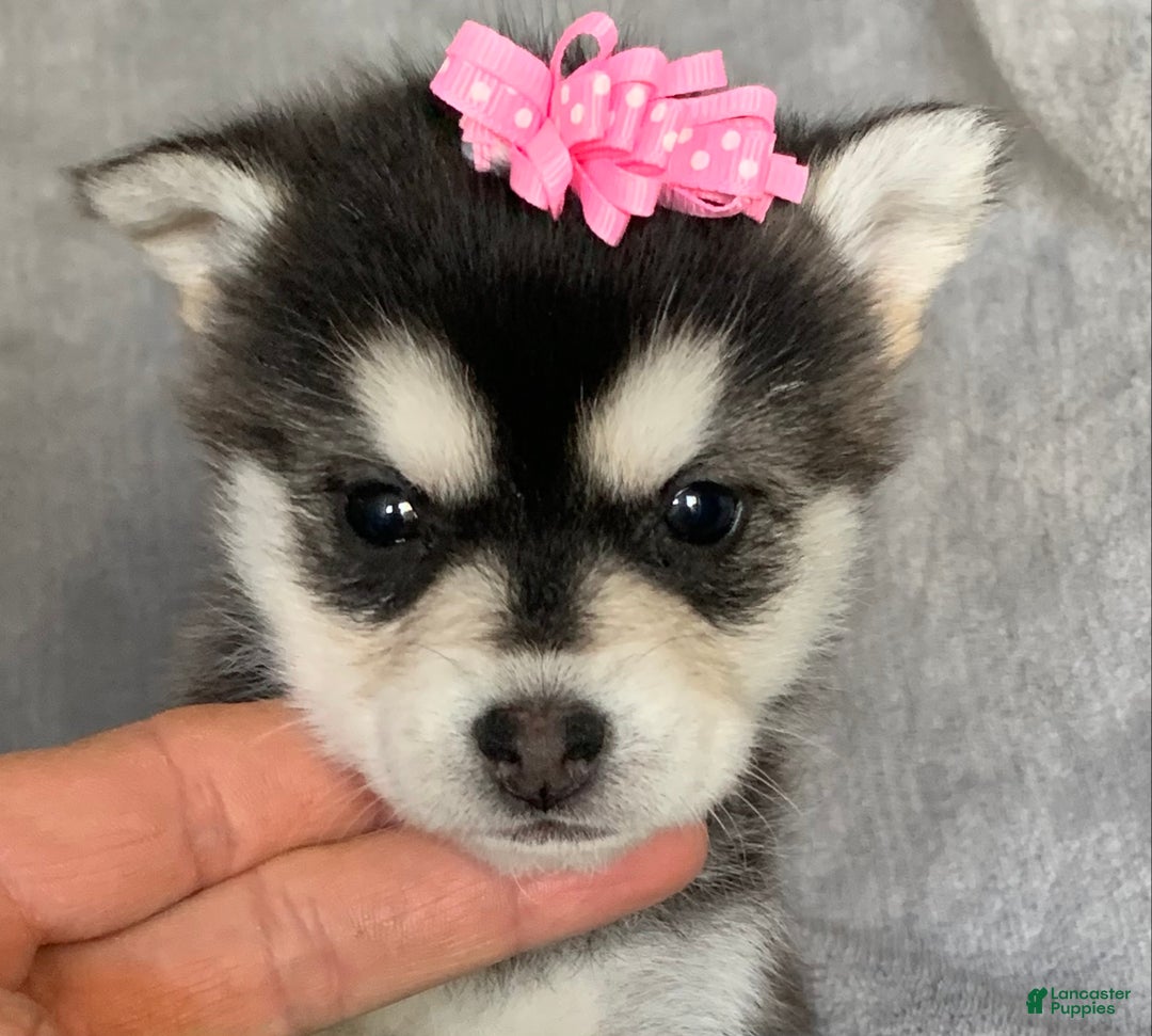 Alaskan Klee Kai dogs for sale: Gorgeous Toy Husky~Sweet POLLY~!!! - Ad 5