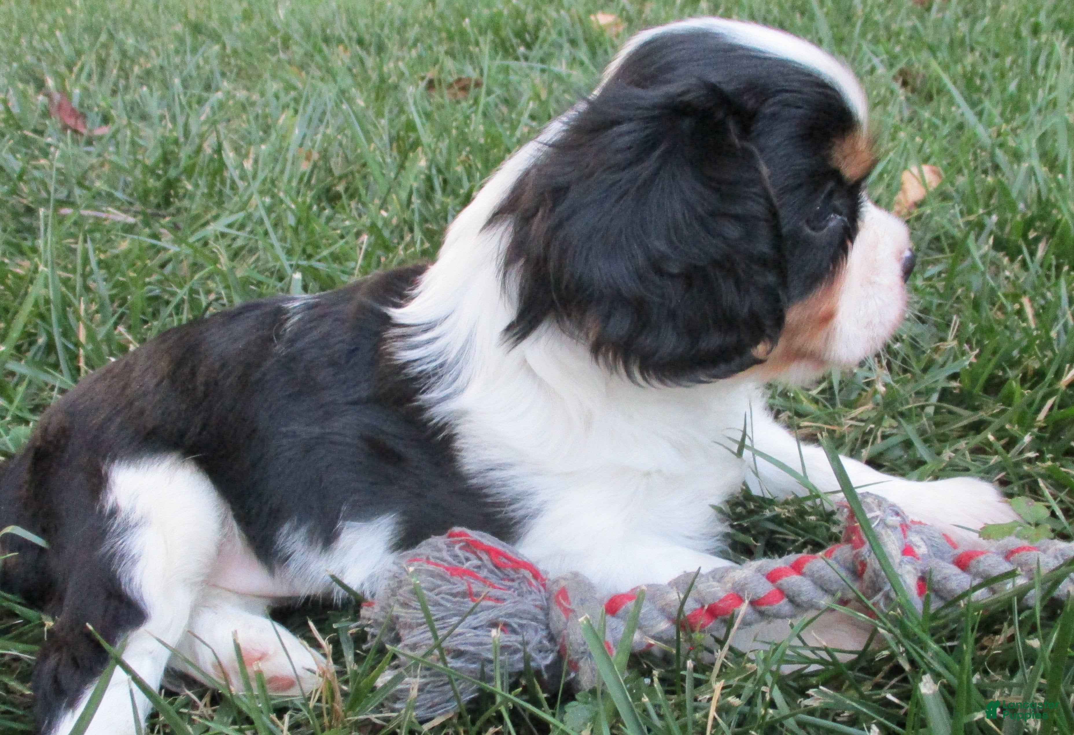 Cavalier King Charles Spaniel dogs Baxter - Ad 2