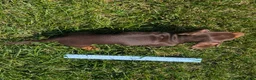 Miniature Dachshund dogs for sale: Comet - Ad 12