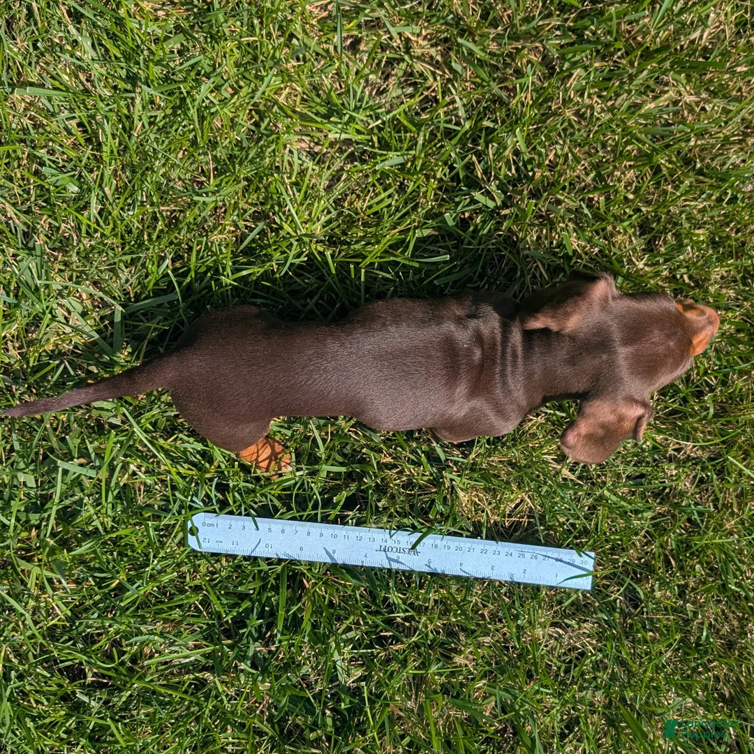 Miniature Dachshund dogs for sale: Comet - Ad 12