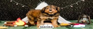 S'more