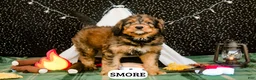 Bernedoodle dogs for sale: S'more - Ad 1