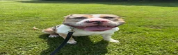 American Bully dogs for stud: Zions 1st litter - Ad 2