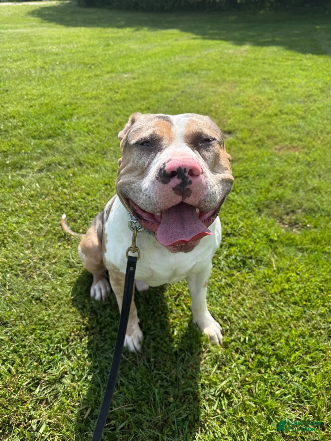 American Bully dogs for stud: Zions 1st litter - Ad 2