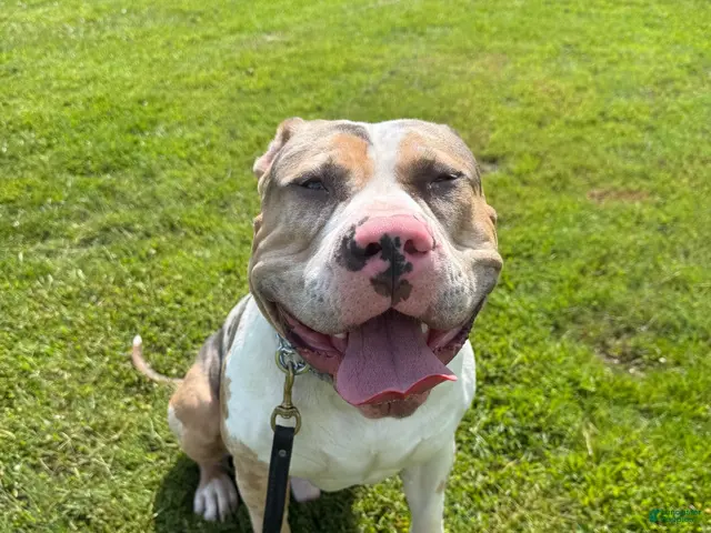 American Bully dogs for stud: Zions 1st litter - Ad 2