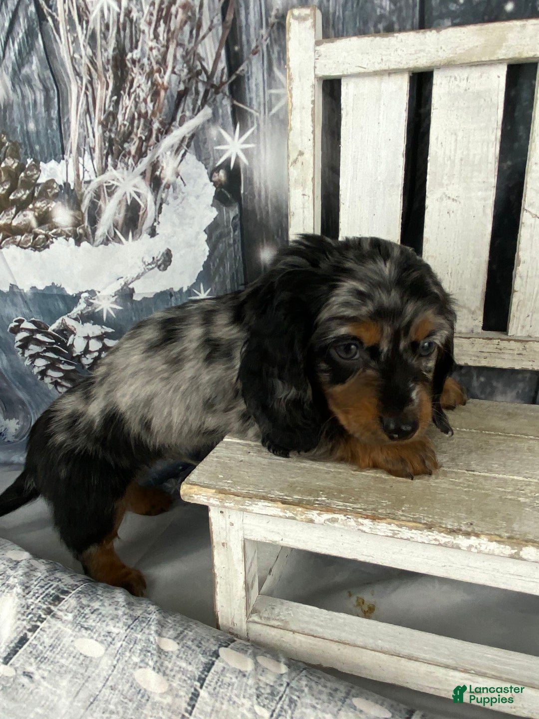 Miniature Dachshund dogs for sale: Marlow - Ad 3