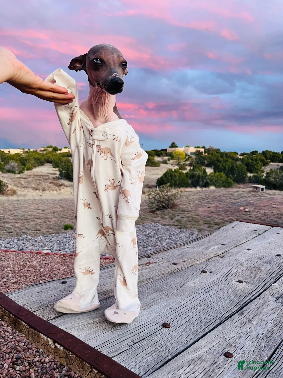Rat Terrier dogs for sale: Luka American hairless terrier (rat terrier) - Ad 2