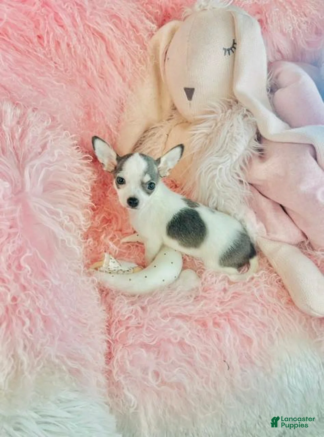 Chihuahua dogs for sale: Chihuahua 1 - Ad 2