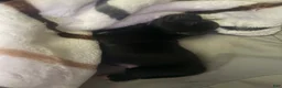 Pomsky dogs for sale: Male 2 - Ad 6