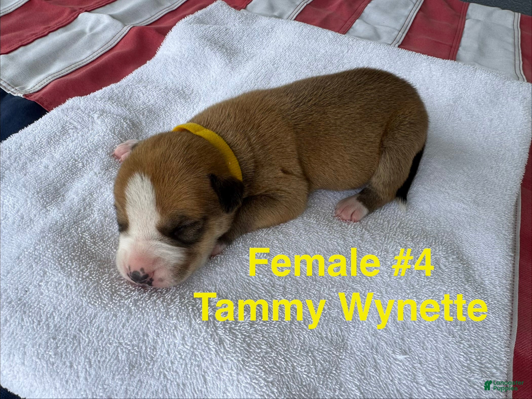American Bulldog dogs Tammy Wynette/ Female #4 - Ad 7