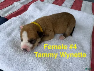 American Bulldog dogs Tammy Wynette/ Female #4 - Ad 14