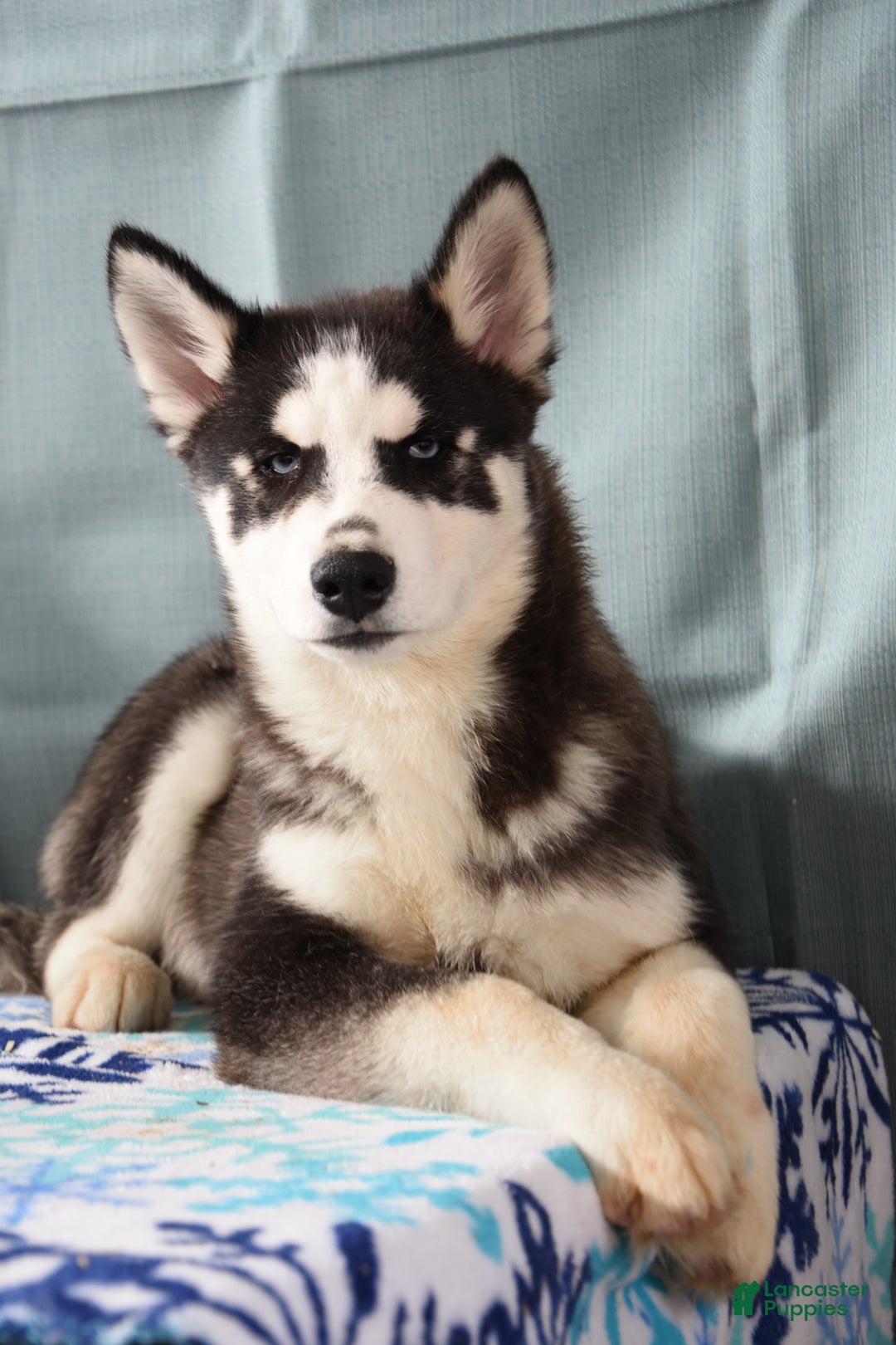 Siberian Husky dogs for sale: Apollo - Ad 1