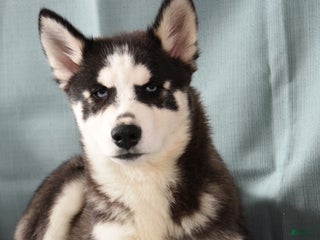 Siberian Husky dogs Apollo - Ad 1