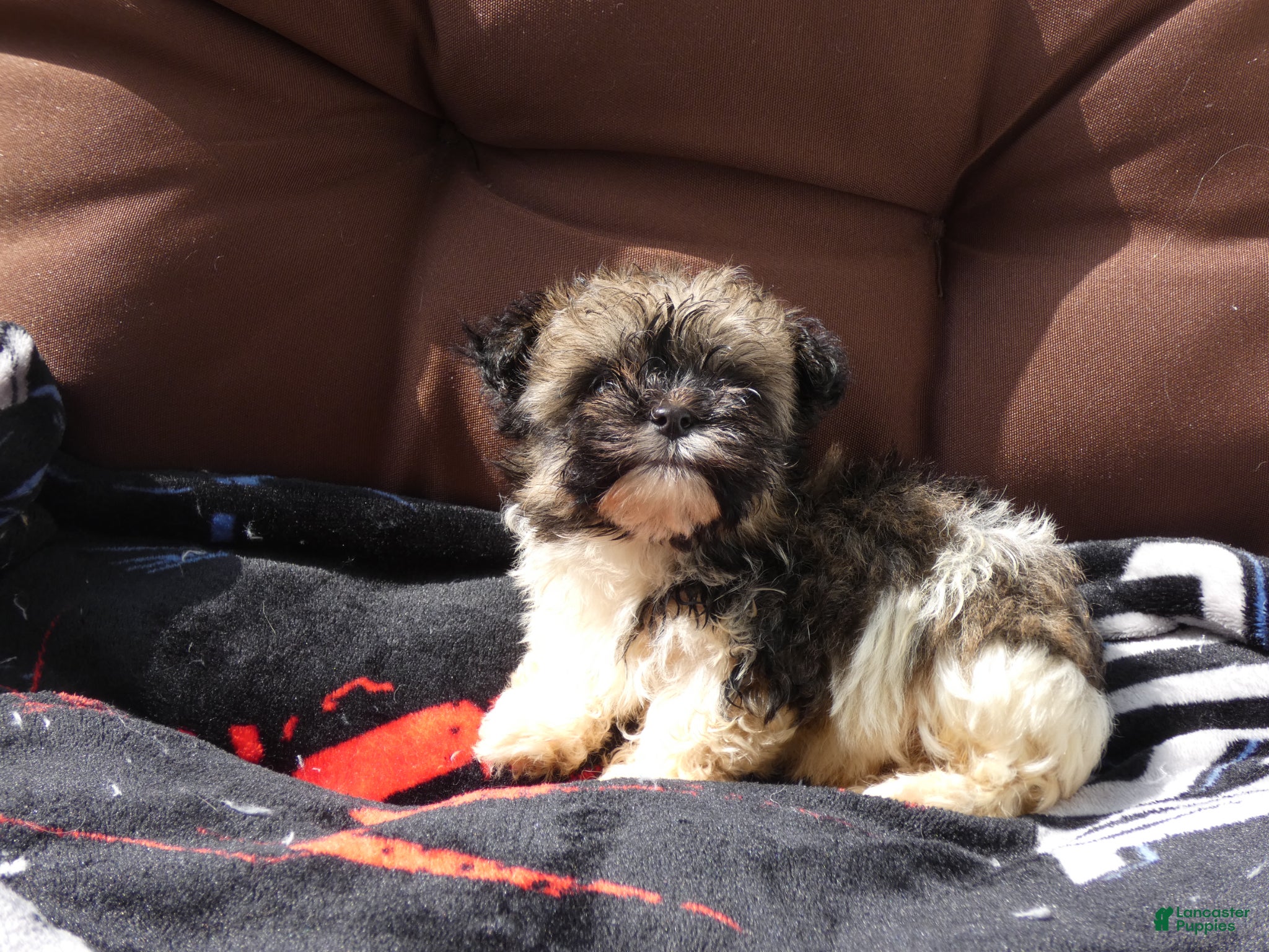 Havanese dogs Max_Male - Ad 1