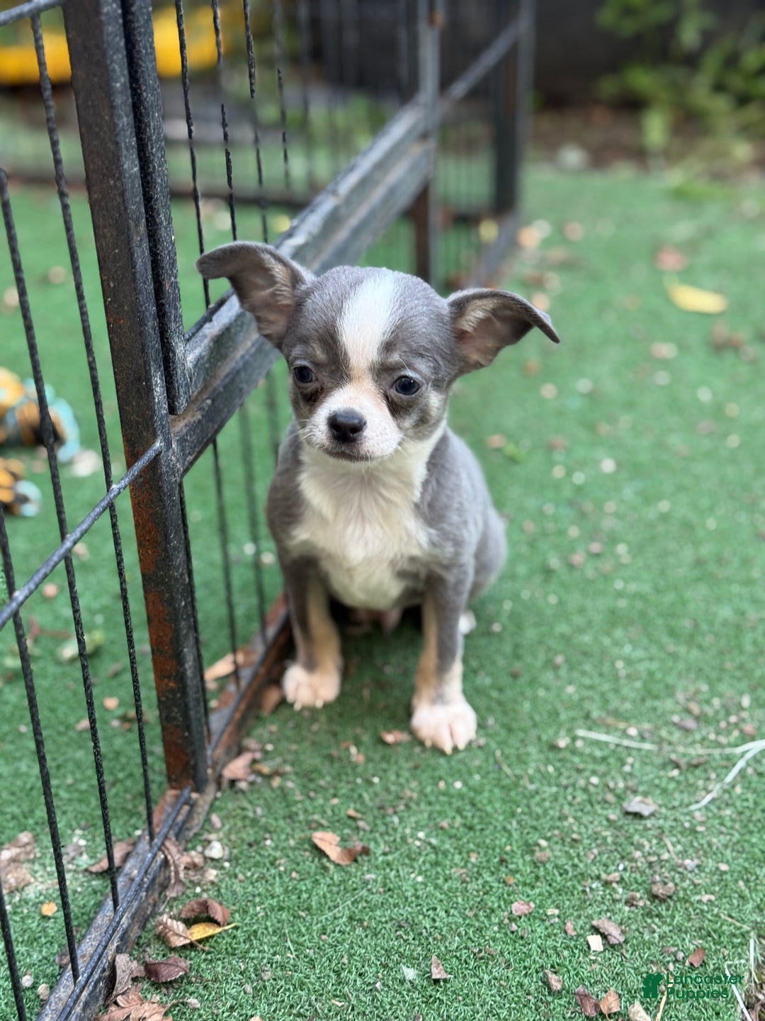 Chihuahua dogs for sale: Blue - Ad 1