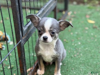 Chihuahua dogs Blue - Ad 7