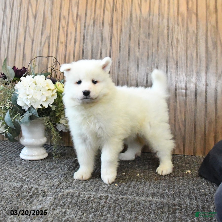 Samoyed dogs Sunny  - Ad 1
