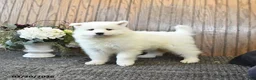 Samoyed dogs for sale: Sunny  - Ad 1
