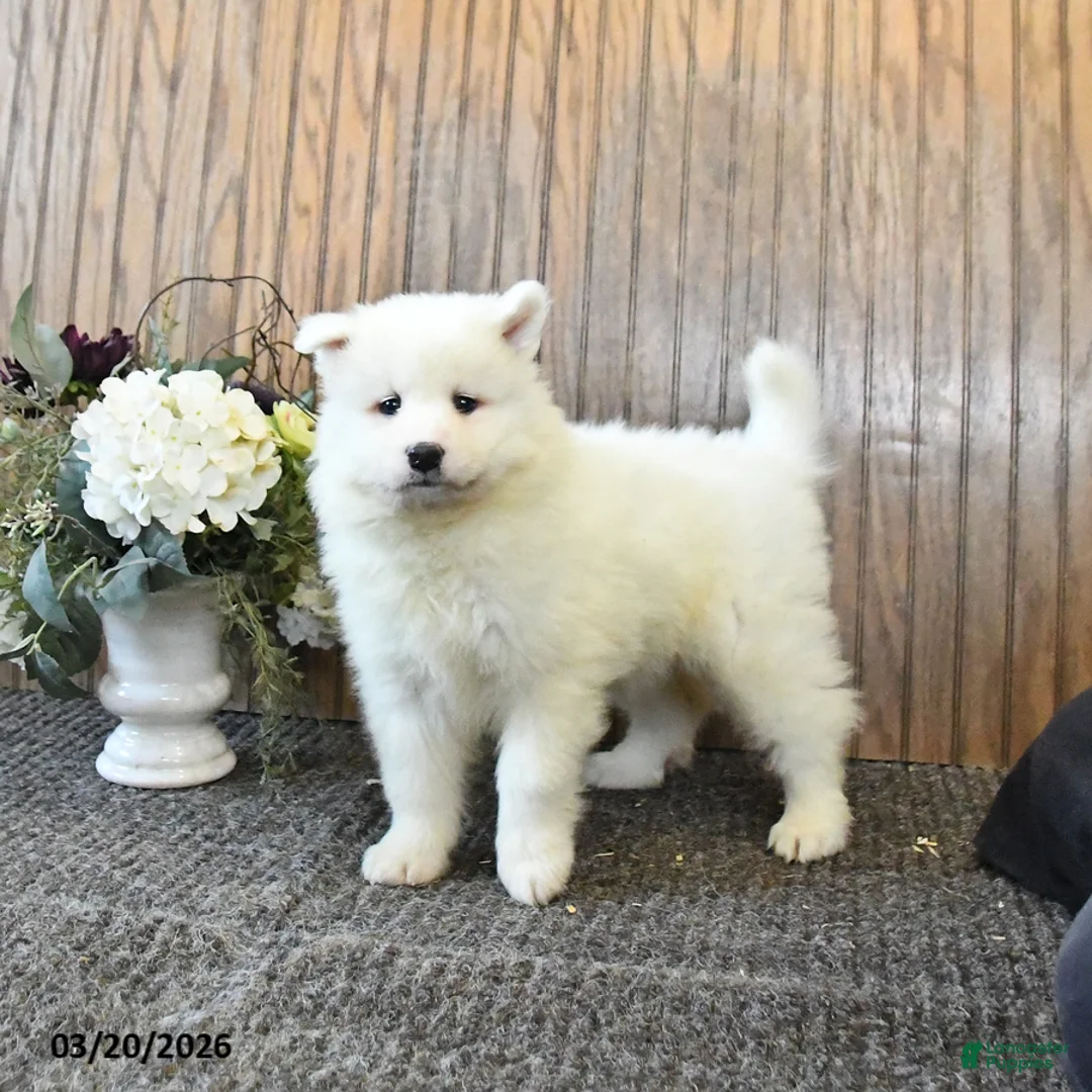 Samoyed dogs for sale: Sunny  - Ad 1