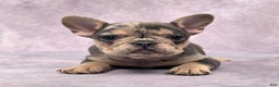 French Bulldog dogs for sale: Remi - Ad 5