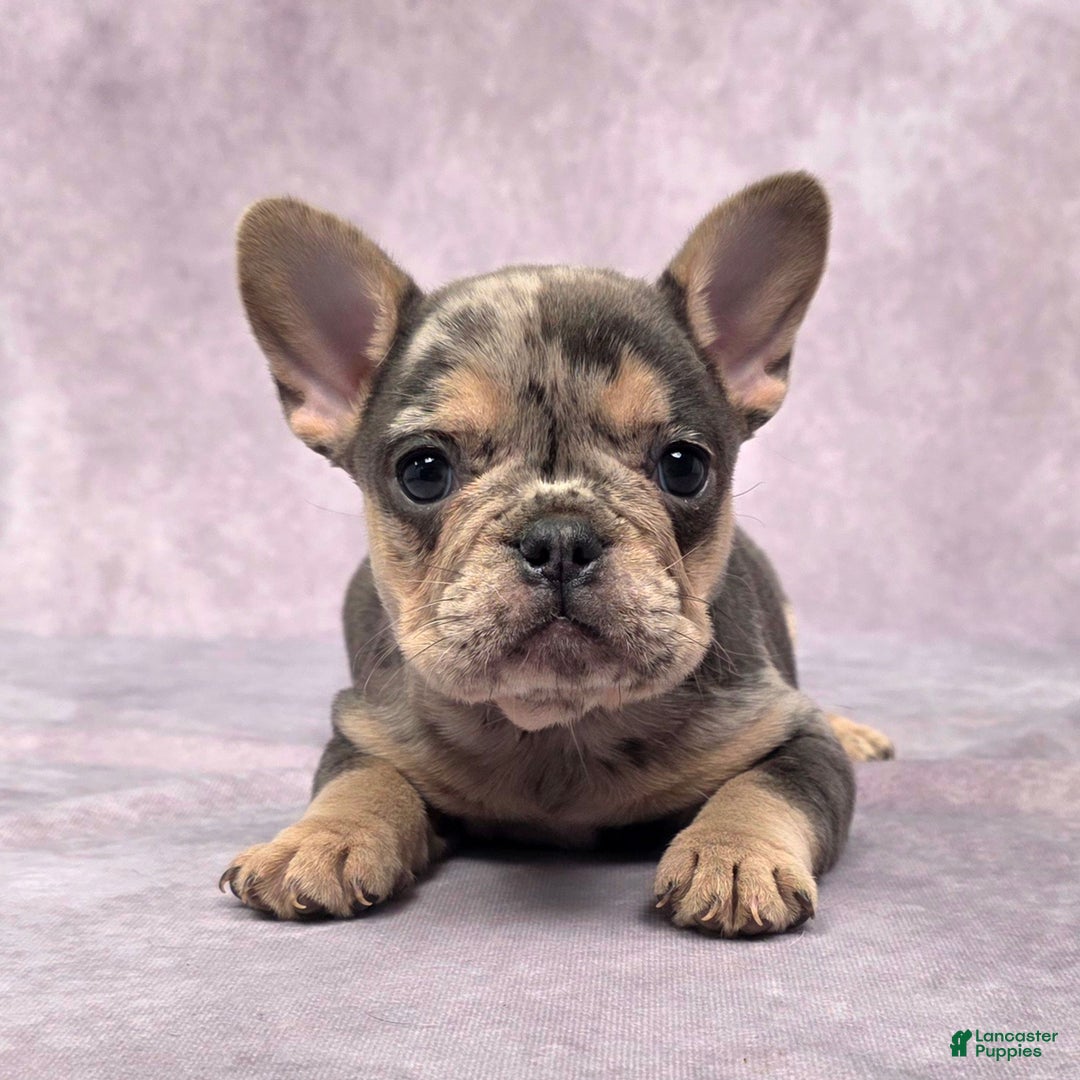 French Bulldog dogs for sale: Remi - Ad 5