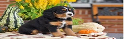 Miniature Bernese Mountain Dog dogs for sale: Lori - Ad 3