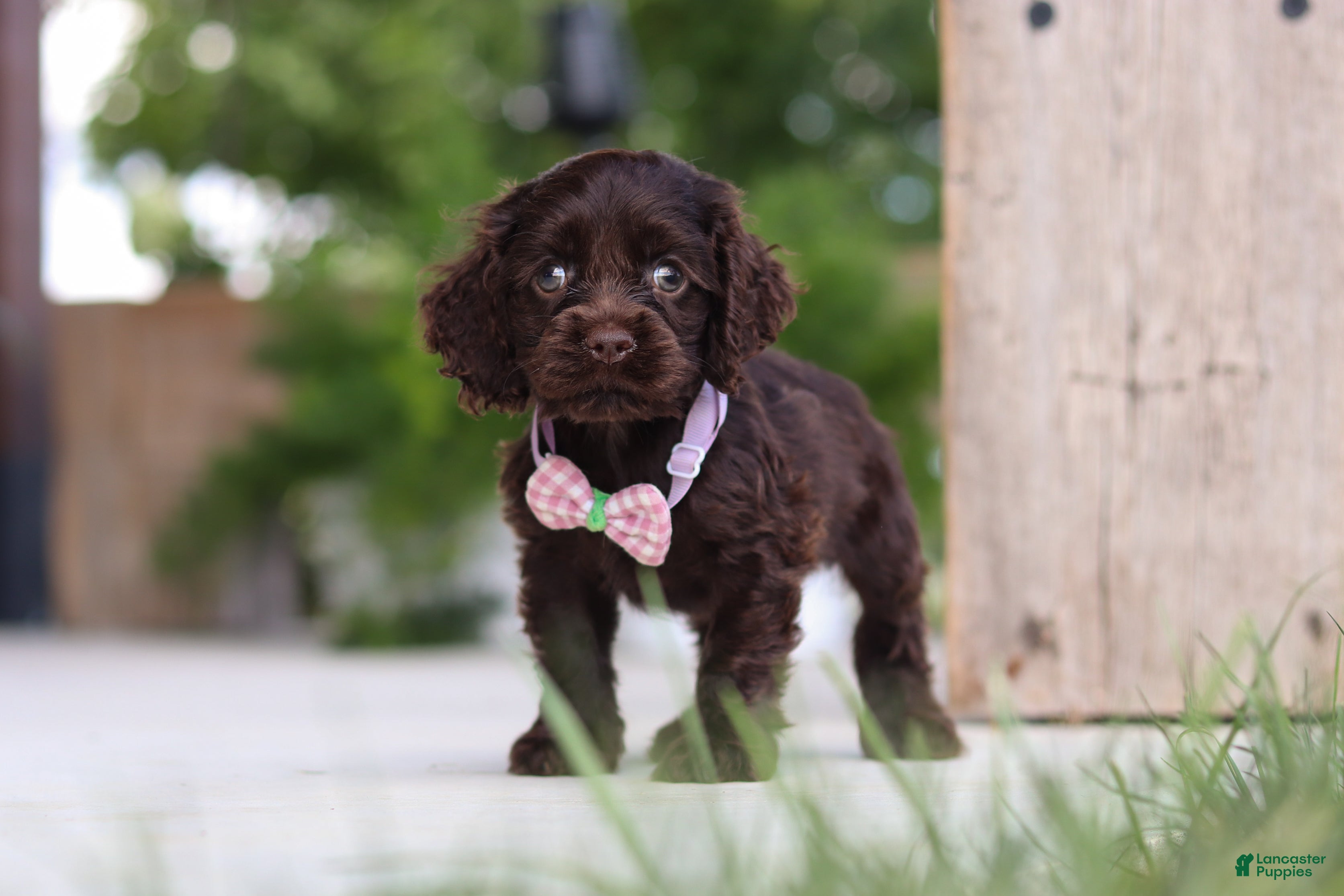 Cocker Spaniel dogs Bailey - Ad 1