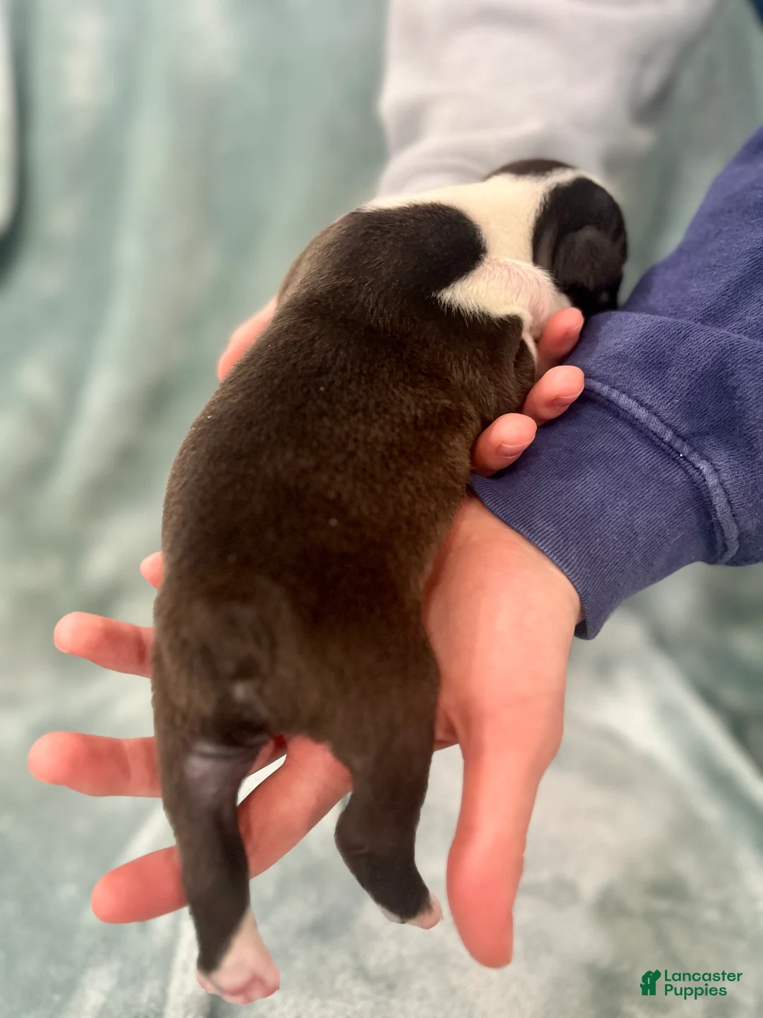 Boston Terrier dogs for sale: Boston Terrier Puppy 1 - Ad 3