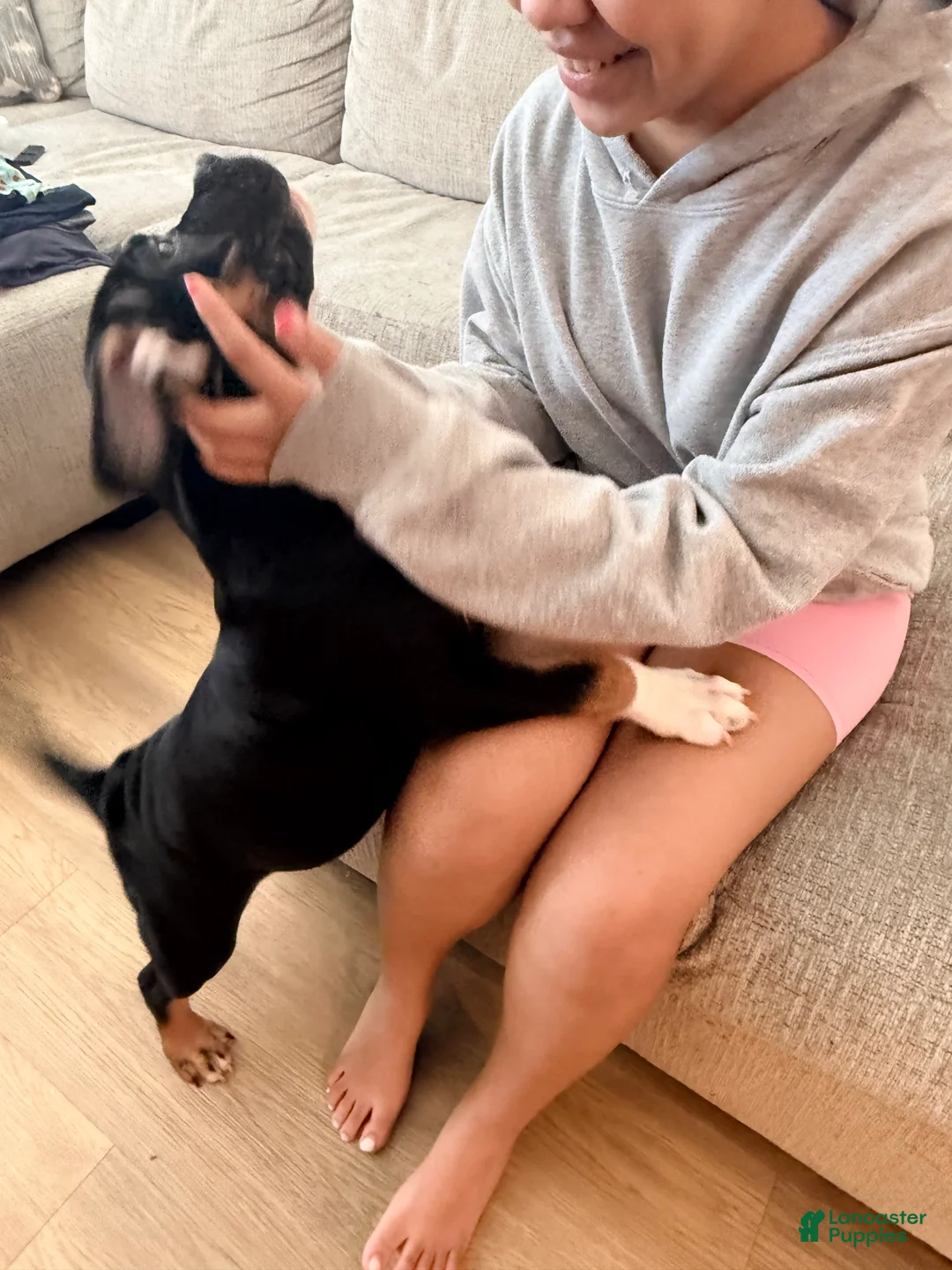American Bully dogs for sale: Tuxedo  - Ad 2