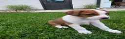 Mixed Breed dogs for sale: Flash - Ad 2