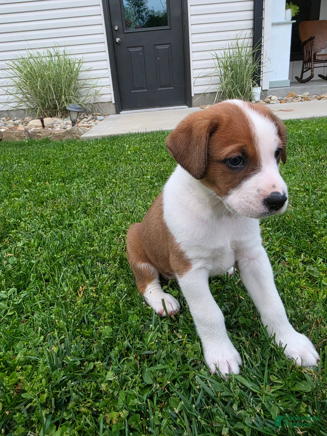 Mixed Breed dogs for sale: Flash - Ad 2