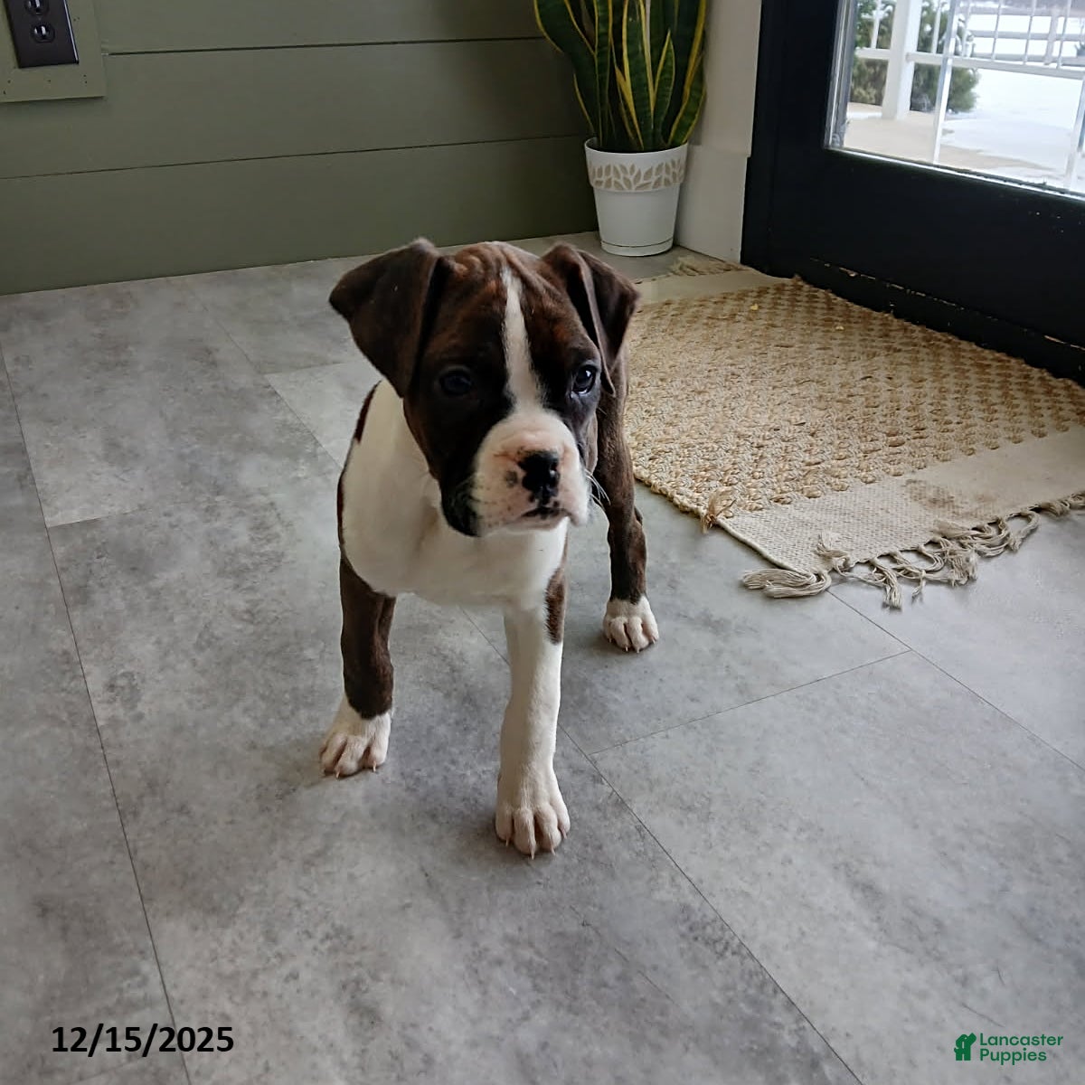 Boxer dogs Joy - Ad 4