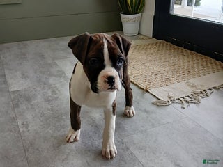 Boxer dogs Joy - Ad 1