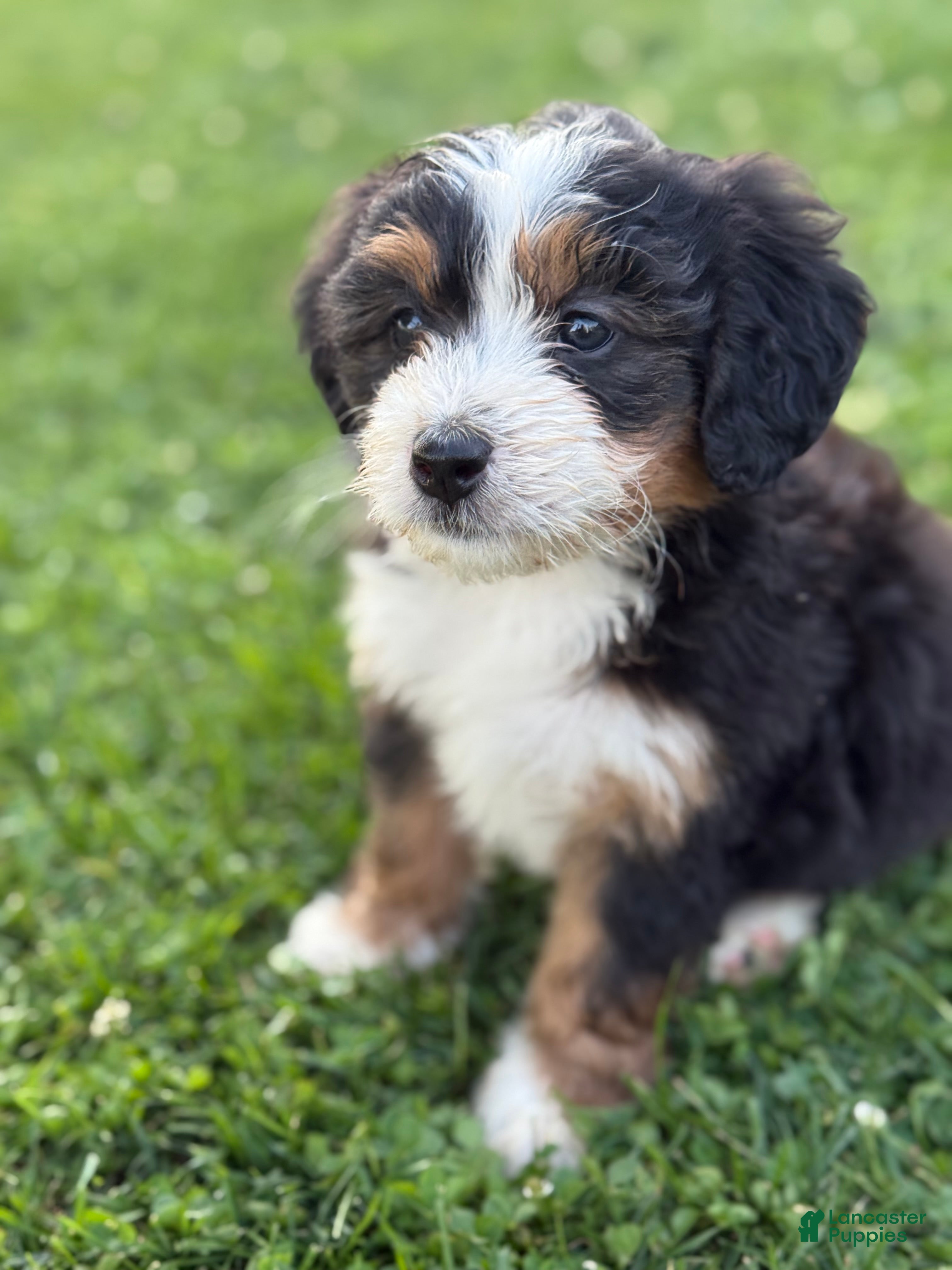 Mini Bernedoodle dogs Aspen - Ad 1