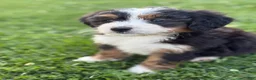 Mini Bernedoodle dogs for sale: Aspen - Ad 1